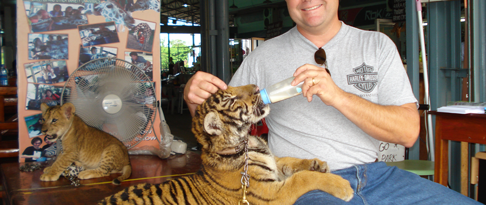 Smiling man bottle-feeding tiger cubs at zoo