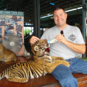 Smiling man bottle-feeding tiger cubs at zoo Smiling man bottle-feeding tiger cubs at zoo